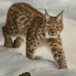 Meet your Posher, Victoria